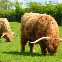 Buy canvas prints of Highland Cattle Grazing. by Lilian Marshall