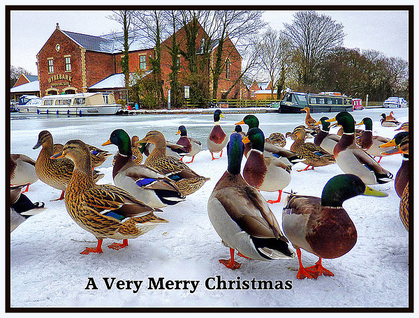 Merry Xmas to Everyone on P4ME Picture Board by Lilian Marshall