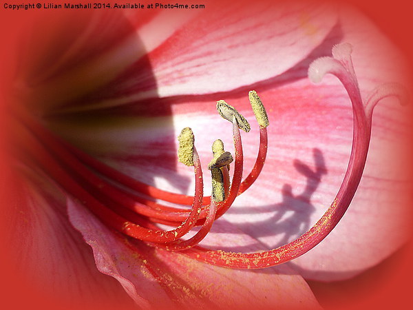 Amaryllis Tendrils. Picture Board by Lilian Marshall