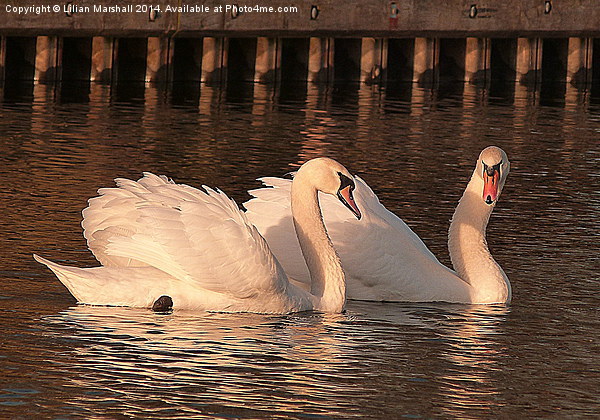 Swans in the Sunset. Picture Board by Lilian Marshall