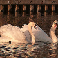 Buy canvas prints of Swans in the Sunset. by Lilian Marshall