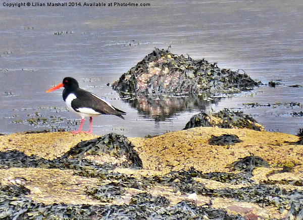 Oyster Catcher on the Rocks. Picture Board by Lilian Marshall