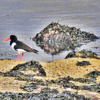 Buy canvas prints of Oyster Catcher on the Rocks. by Lilian Marshall