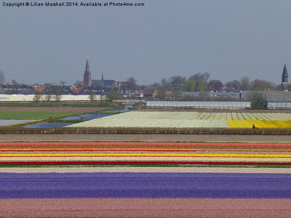 Bulb Fields . Holland. Picture Board by Lilian Marshall