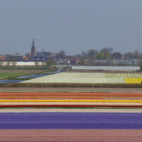 Buy canvas prints of Bulb Fields . Holland. by Lilian Marshall
