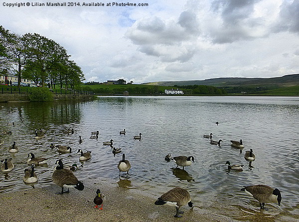 Hollingworth Lake. Picture Board by Lilian Marshall