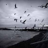 Buy canvas prints of Seagulls at Cleveleys. by Lilian Marshall
