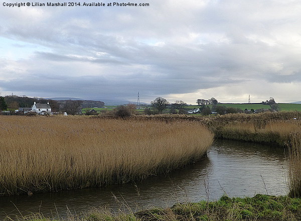 Reed beds at Thurnham Picture Board by Lilian Marshall