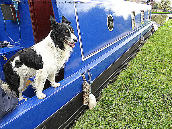  Collie aboard a barge. Picture Board by Lilian Marshall