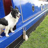 Buy canvas prints of  Collie aboard a barge. by Lilian Marshall