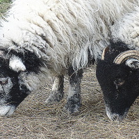 Buy canvas prints of  Swaledale Sheep.  by Lilian Marshall