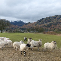 Buy canvas prints of  Mountains at Coniston.  by Lilian Marshall