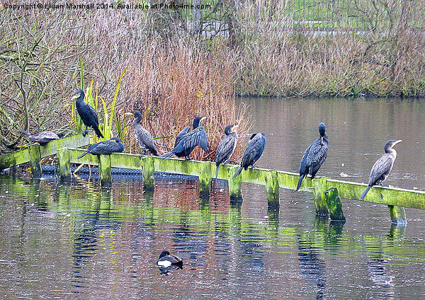  9 Cormorants in a row.  Picture Board by Lilian Marshall