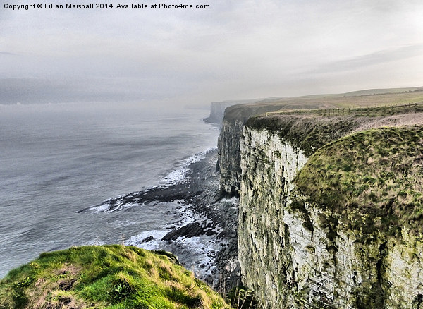  Bempton Cliffs. Picture Board by Lilian Marshall