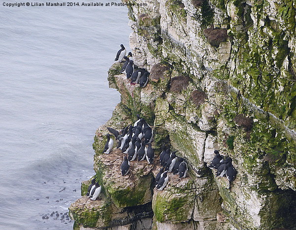  Bempton Cliffs, Picture Board by Lilian Marshall
