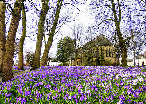  Springtime at St Chads. Picture Board by Lilian Marshall