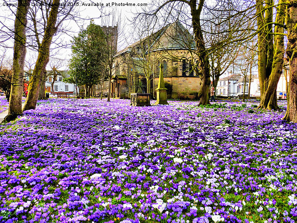  St Chads in Bloom. Picture Board by Lilian Marshall