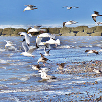 Buy canvas prints of  Seagulls on the Beach. by Lilian Marshall