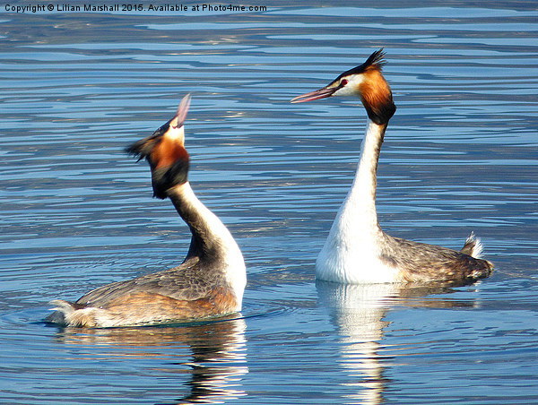 Great Crested Grebes Courting.  Picture Board by Lilian Marshall