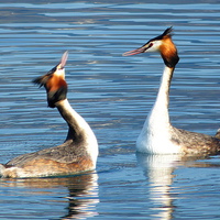 Buy canvas prints of Great Crested Grebes Courting.  by Lilian Marshall
