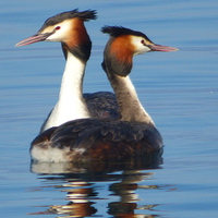 Buy canvas prints of Great Crested Grebes courting.,  by Lilian Marshall
