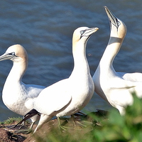 Buy canvas prints of  Gannets on Bempton Cliffs. by Lilian Marshall