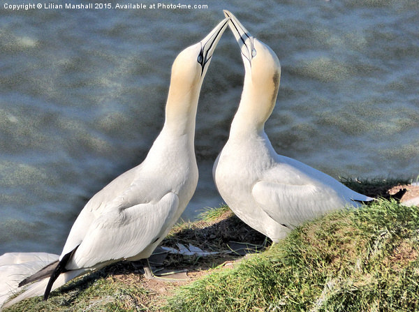  Gannets on Bempton Cliffs. Picture Board by Lilian Marshall