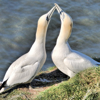 Buy canvas prints of  Gannets on Bempton Cliffs. by Lilian Marshall