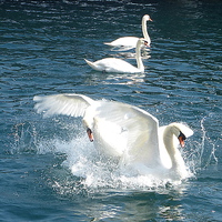 Buy canvas prints of  Swans fighting.  by Lilian Marshall