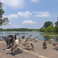 Buy canvas prints of  Dinton Pastures Country Park. by Lilian Marshall