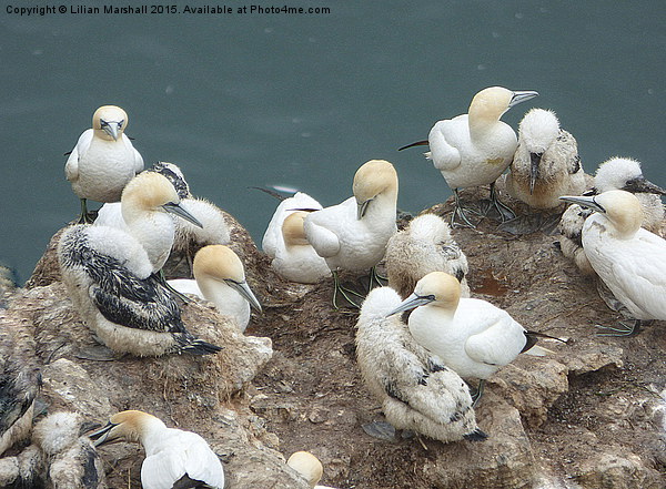  Gannets and their chicks.  Picture Board by Lilian Marshall