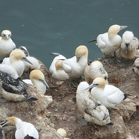 Buy canvas prints of  Gannets and their chicks.  by Lilian Marshall