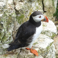 Buy canvas prints of  Puffin on the Cliffs. by Lilian Marshall
