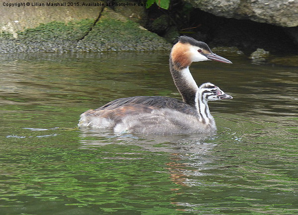  A Great Crested Grebe and it's chick. Picture Board by Lilian Marshall