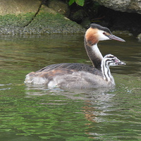 Buy canvas prints of  A Great Crested Grebe and it's chick. by Lilian Marshall