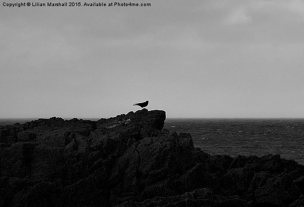 Single bird on the rocks.  Picture Board by Lilian Marshall