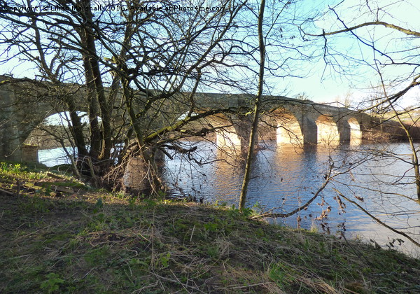 Sunlight through Chollerford Bridge. Picture Board by Lilian Marshall