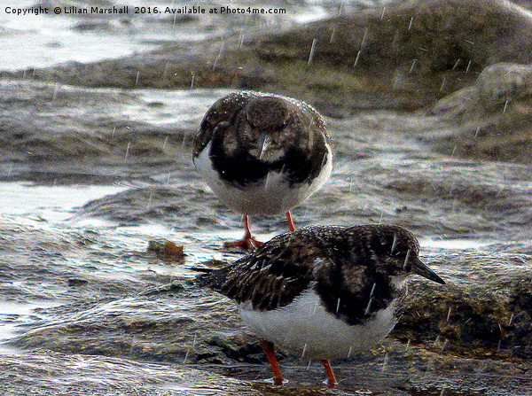 Turnstones in the rain.  Picture Board by Lilian Marshall