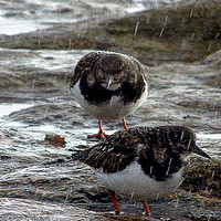 Buy canvas prints of Turnstones in the rain.  by Lilian Marshall
