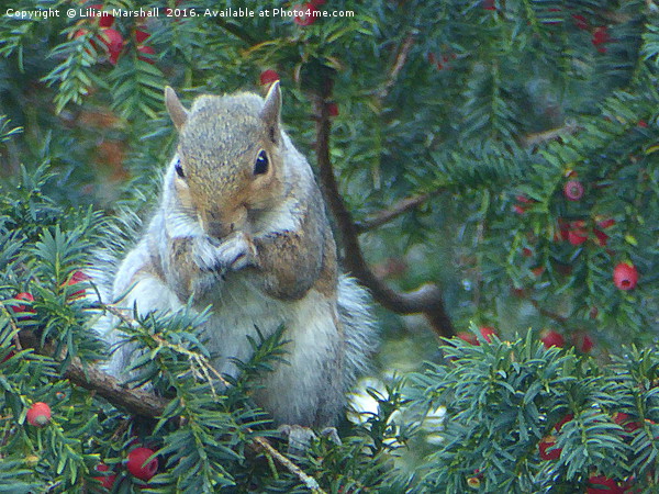 Squirrel in the Rowan Tree.  Picture Board by Lilian Marshall