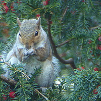 Buy canvas prints of Squirrel in the Rowan Tree.  by Lilian Marshall