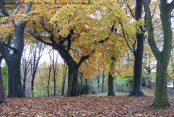 Autumn at Heaton Park.  Picture Board by Lilian Marshall