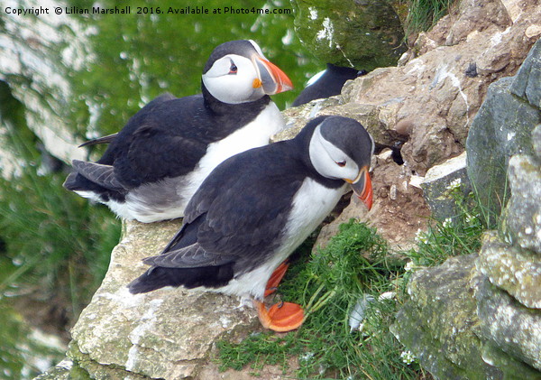 Puffins on Bempton Cliffs. Picture Board by Lilian Marshall
