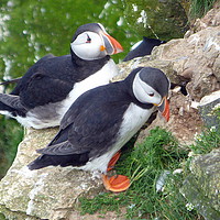 Buy canvas prints of Puffins on Bempton Cliffs. by Lilian Marshall