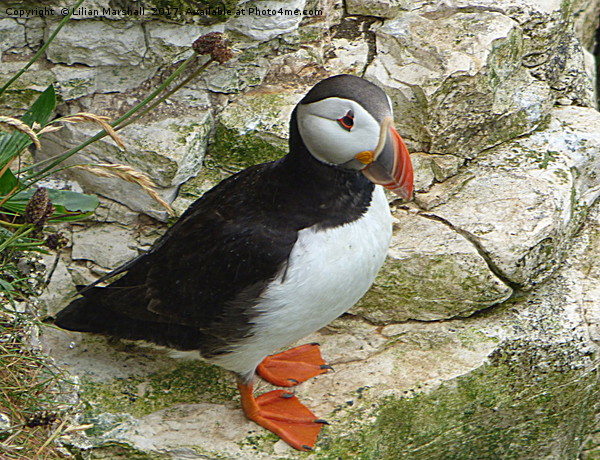 Atlantic Puffin at Bempton Cliffs.   Picture Board by Lilian Marshall