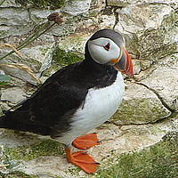 Buy canvas prints of Atlantic Puffin at Bempton Cliffs.   by Lilian Marshall