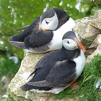 Buy canvas prints of Puffins on Bempton Cliffs.  by Lilian Marshall