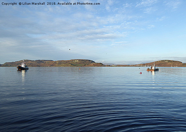 Oban Bay. Picture Board by Lilian Marshall