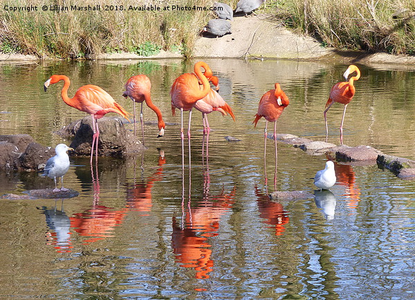 Flamingos at the Zoo. Picture Board by Lilian Marshall