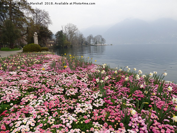 Lake Lugano. Switzerland.  Picture Board by Lilian Marshall